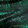 Green Splatter Metallic Foil, Shiny Black Stretch Mystique Nylon Spandex Fabric